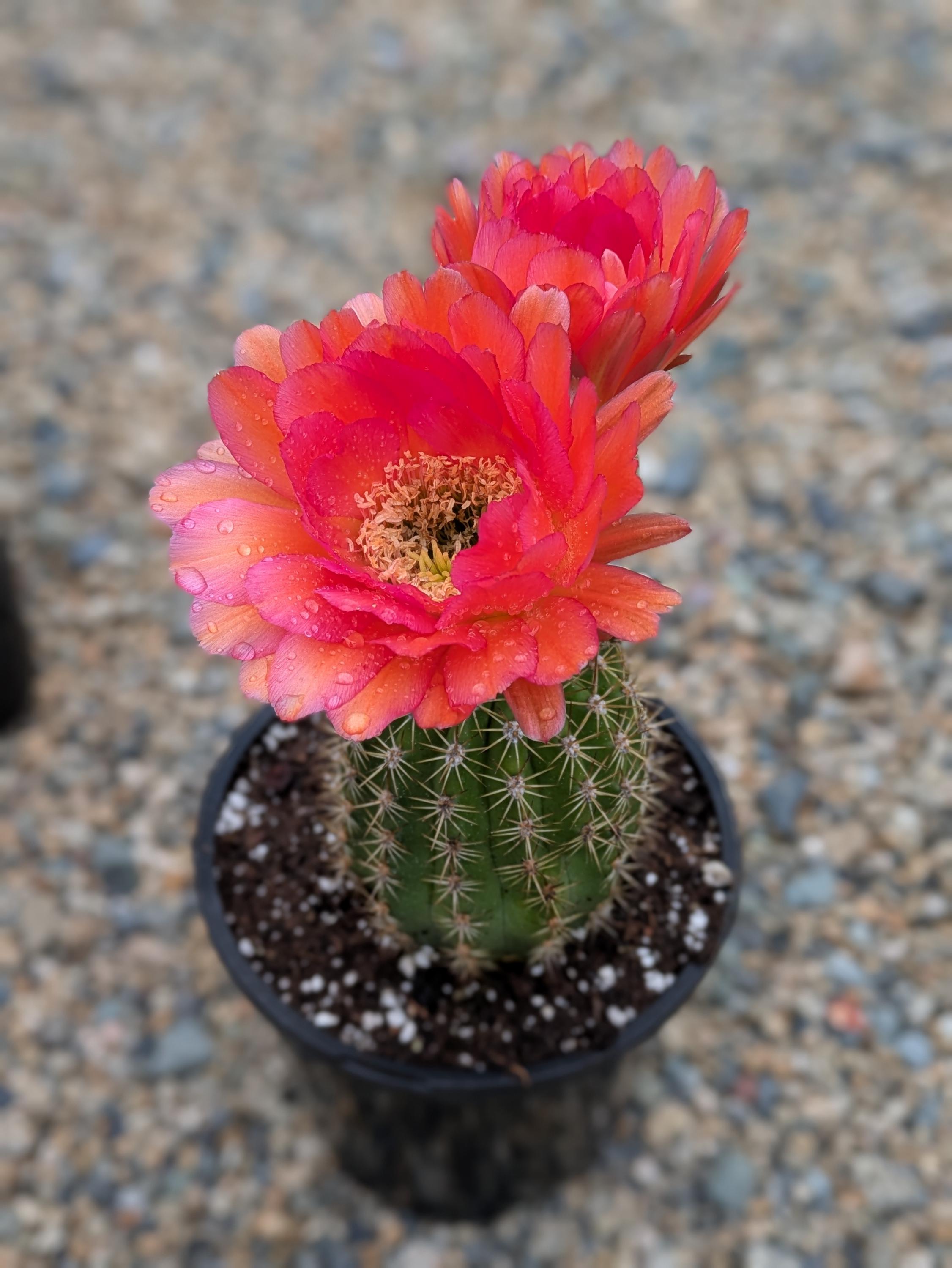 Trichocereus Grandiflorus Cactus, Rare Flowering Garden Plant - Etsy