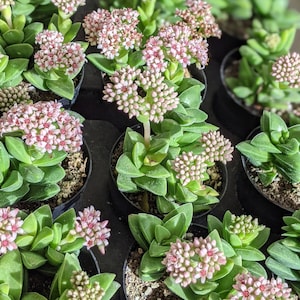 Crassula 'Springtime' Live Succulent Plant: Flowering Indoor Plant