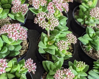 Crassula 'springtime', live succulent plant, flowering succulent, flowering plants, live succulent