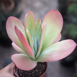 Flapjacks Succulent: Kalanchoe Luciae Paddle Plant