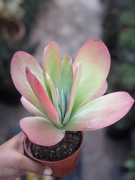 Flapjacks Succulent Kalanchoe Luciae Paddle Plant Hardy - Etsy
