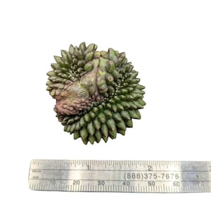 Crested Gymnocalycium Inermis, thornless cactus, Spineless cactus, Live Cactus plant, live cactus, gymnocalycium plant
