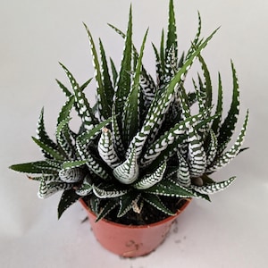 Zebra plant, haworthia fasciata, indoor Succulents, succulent beginner plant, houseplant, indoor plant