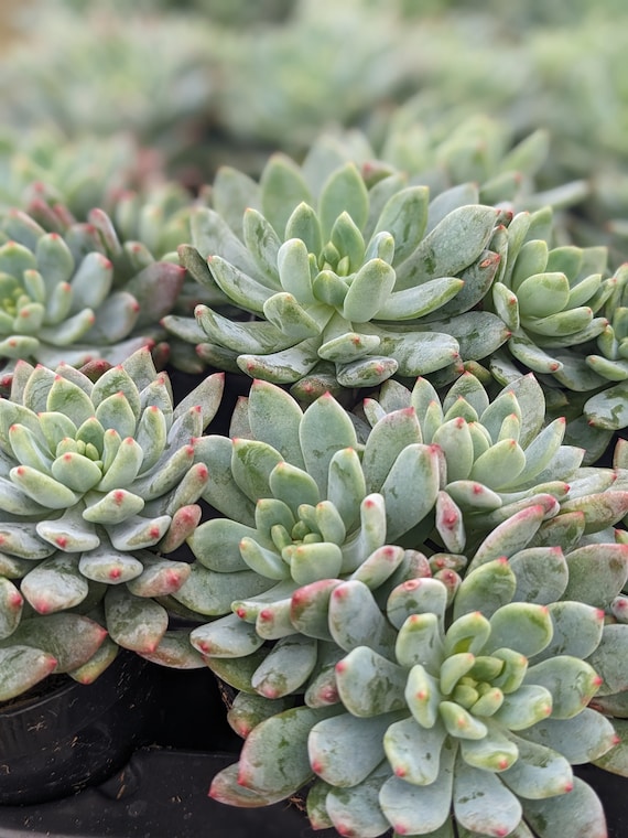 Echeveria Blue Elf Succulent,1/2/3/4 Pcs, Drought Tolerant