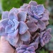 see more listings in the Succulents section