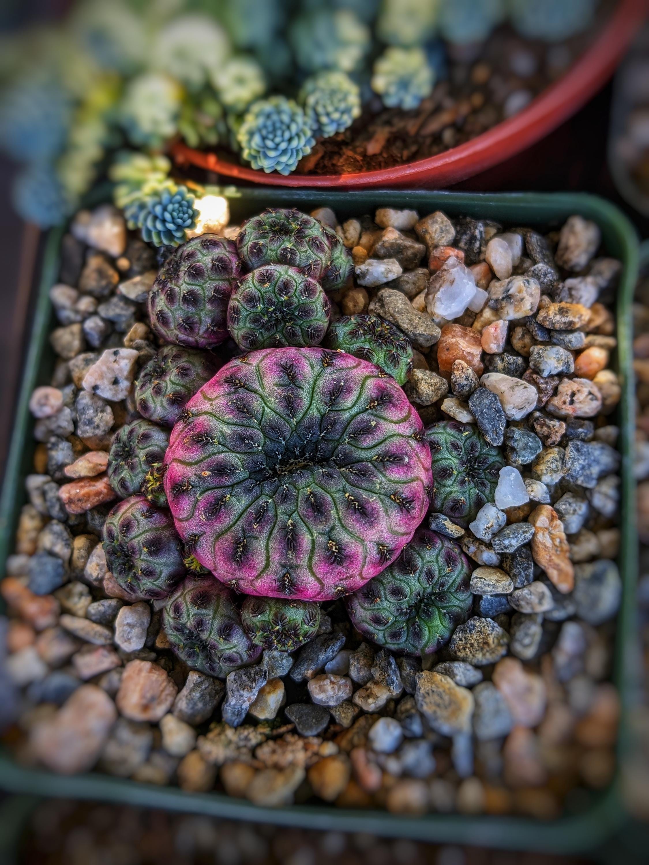 Blue Crested Cactus - Etsy