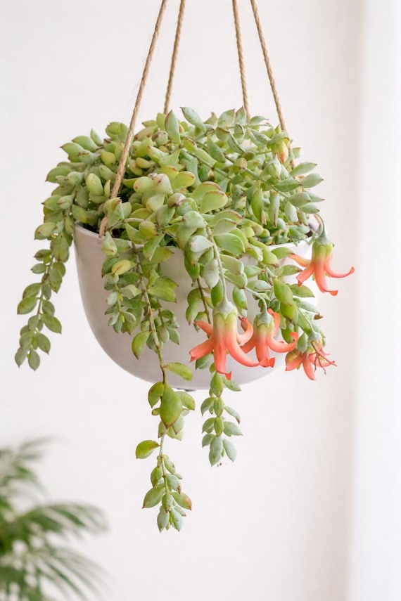Rare Cliff Cotyledon Pendens, Hanging Succulent Plant - Etsy