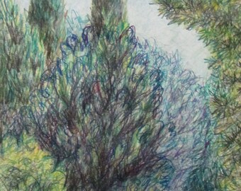 Cypress & Foliage Study (Florence, Italy)