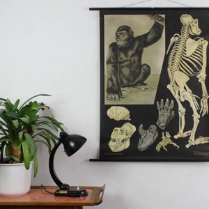 Könnte beinhalten: Eine vintage Lehrtafel mit einer detaillierten Illustration eines Gorillaskeletts, eines Gorillas in seinem natürlichen Lebensraum und anatomischen Nahaufnahmen. Die Tafel ist auf einer schwarzen Rolle montiert.