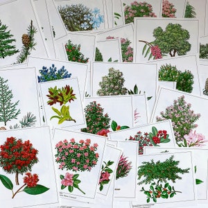 éphémères vintage à feuilles persistantes, éphémères botaniques d'arbres à feuilles persistantes pour des revues de rebut, des livres à succès, des revues d'art, des collages et des oeuvres d'art modifiées