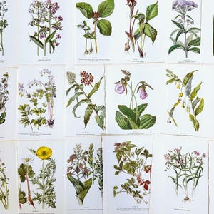 Bellissime tavole vintage con acquerelli floreali del 1954, tavole botaniche per lavori di carta, diari di scarto, libri smash, scrapbooking, collage