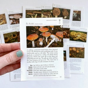 Mini pages d'illustration botanique vintage de champignons et de champignons vénéneux pour des revues de rebut, des livres à succès, des revues d'art, des collages et des oeuvres d'art modifiées