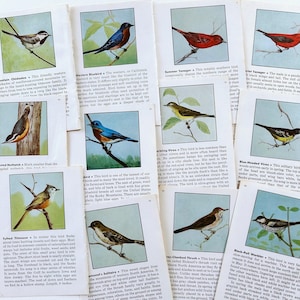 illustrations d'oiseaux vintage de 1954 pour des revues de rebut, des livres à succès, des revues d'art, des collages et des oeuvres d'art modifiées, des assiettes d'oiseaux vintage