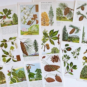 Pode incluir: Uma coleção de cartões educativos vintage com ilustrações de diferentes tipos de árvores. Os cartões incluem nomes e descrições de cada árvore, como "Azereiro americano", "Cornus florida", "Os pinheiros" e "Tipos de árvores".