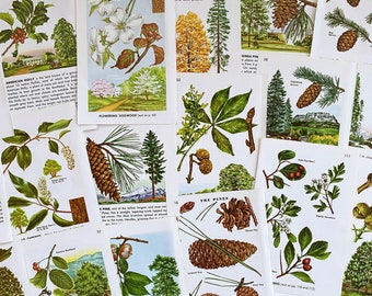 vintage 1952 tree field guide illustrations
