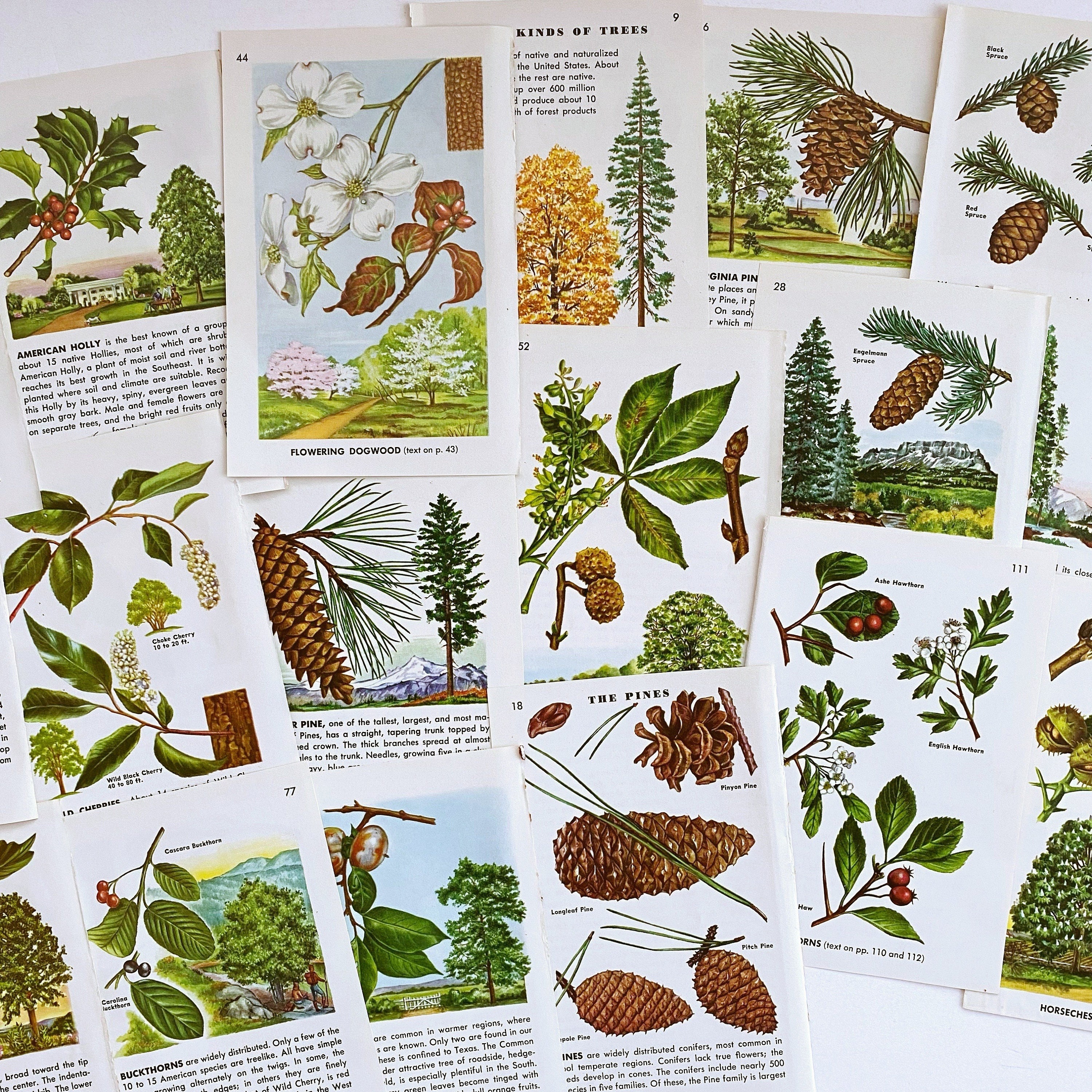 Vintage 1952 Tree Field Guide Illustrations - Etsy Australia