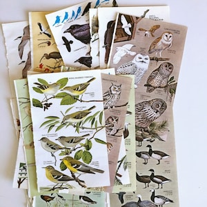 objets éphémères vintage d'oiseaux pour des revues de rebut, des livres smash, des revues d'art, des collages et des oeuvres d'art modifiées, des assiettes d'oiseaux vintage