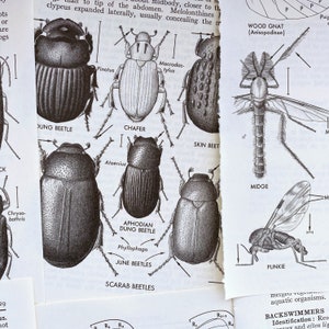 May include: A vintage illustration of various insects, including beetles and gnats, from an old book. The black and white drawings are labeled with scientific names like "Dung Beetle" and "Wood Gnat." The pages are torn and slightly yellowed.