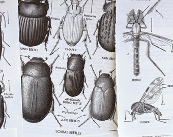 vintage insectenveldgidspagina's, grote illustratieplaten