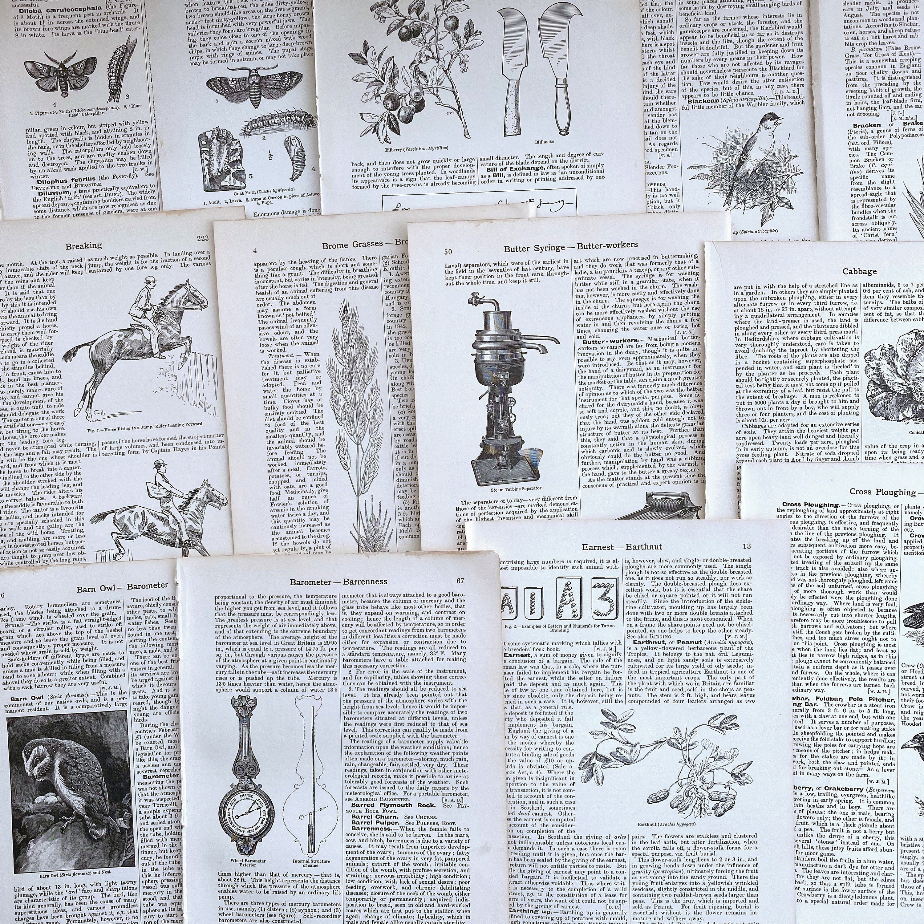 thick antique 1910 illustrated farming encyclopedia pages, antique agricultural pages for paper crafting