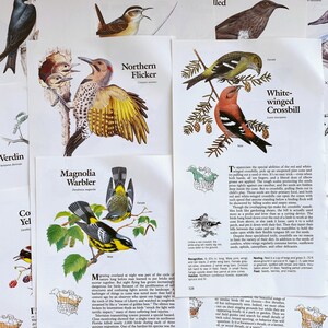K&ouml;nnte beinhalten: Eine Sammlung von Vogelillustrationen mit ihren Namen und Beschreibungen. Die Illustrationen sind farbenfroh und detailliert und zeigen die V&ouml;gel in ihren nat&uuml;rlichen Lebensr&auml;umen. Der Text enth&auml;lt Informationen &uuml;ber das Aussehen, das Verhalten und den Lebensraum der V&ouml;gel.
