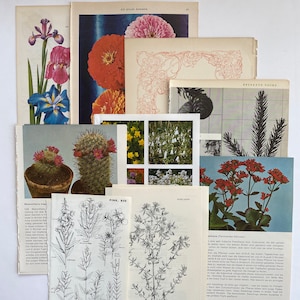 Pages d'illustrations botaniques vintage mixtes pour revues de rebut, livres à succès, revues d'art, collages et oeuvres d'art modifiées, assiettes botaniques vintage