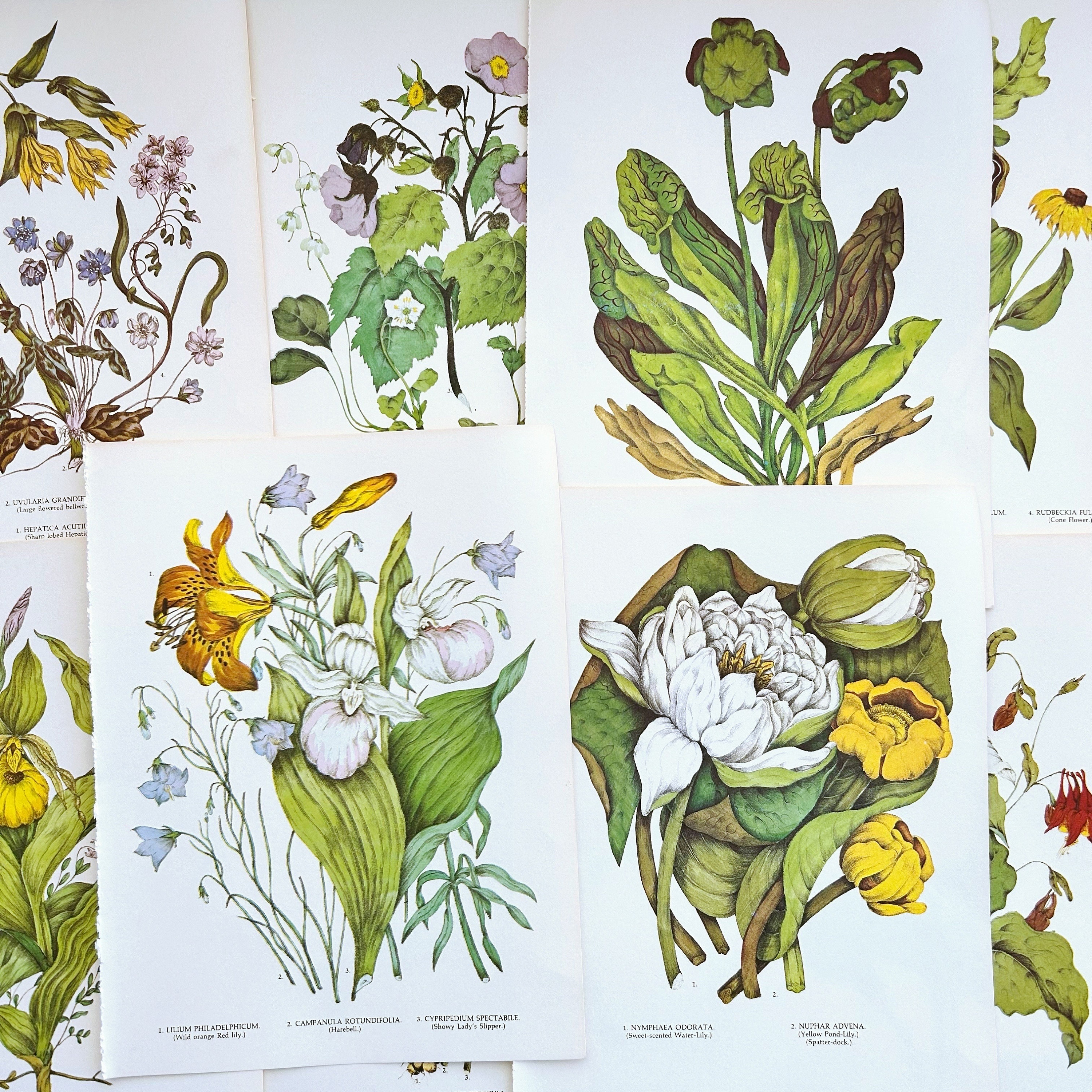 beautiful vintage wildflower plates, botanical plates for paper crafting, junk journals, smash books, scrapbooking, collage