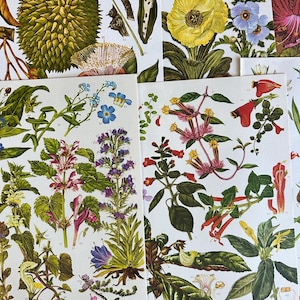 belles grandes assiettes vintage de fleurs sauvages, assiettes botaniques pour la fabrication de papier, journaux indésirables, livres à succès, scrapbooking, collage