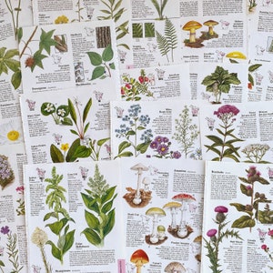 vintage botanical illustration pages for junk journals, smash books, art journals, collage and altered art, vintage botanical plates