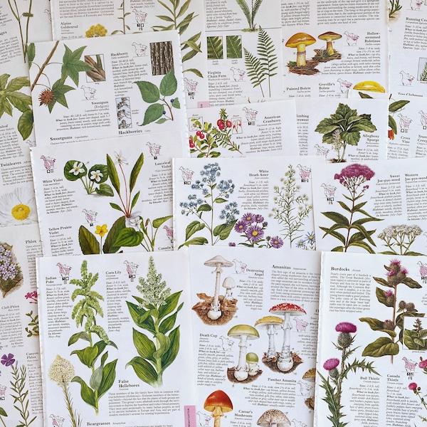 vintage botanical illustration pages for junk journals, smash books, art journals, collage and altered art, vintage botanical plates