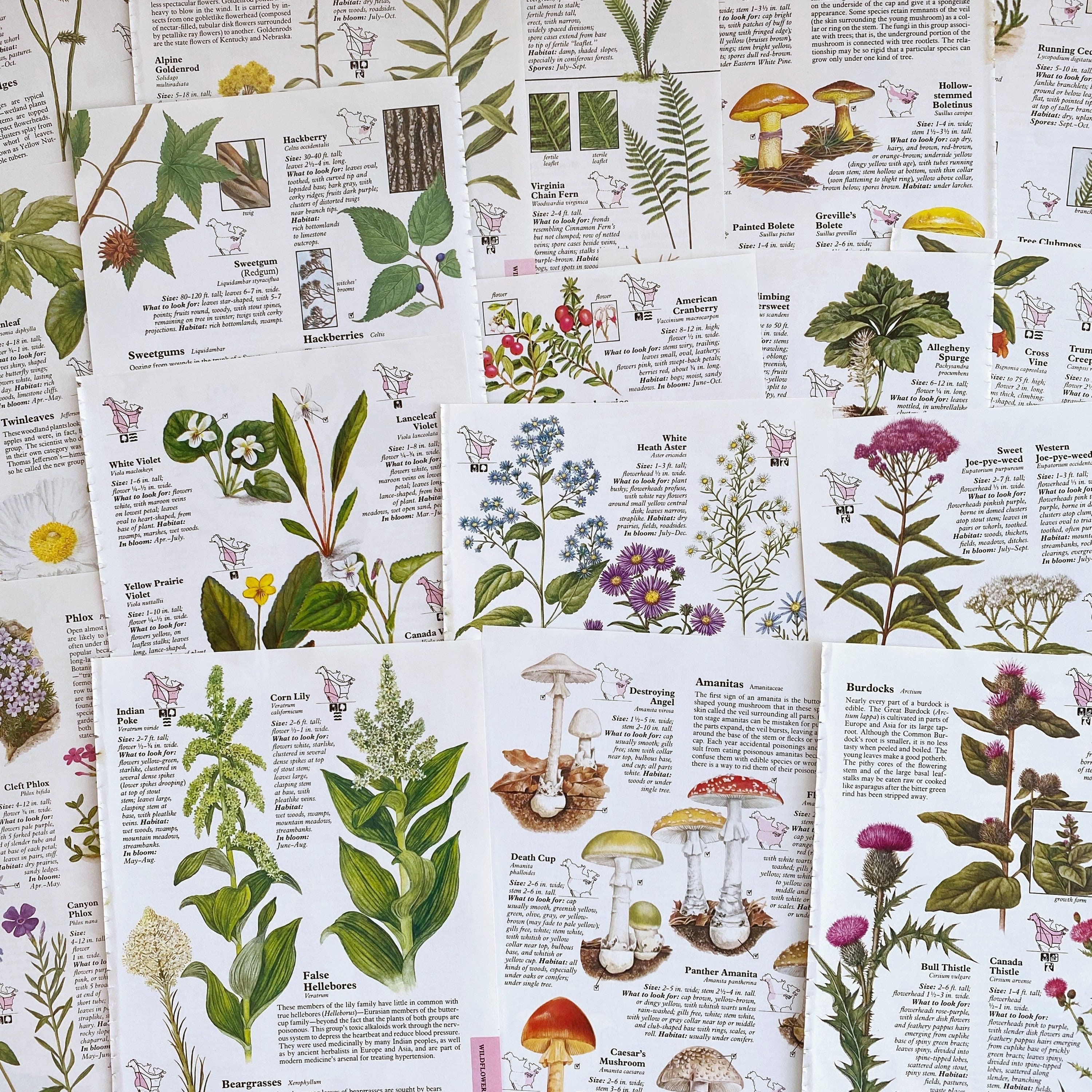 Vintage Botanical Illustration Pages for Junk Journals Vintage Botanical Illustration Pages for Junk Journals