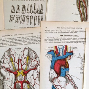 illustrazioni mediche d&#39;epoca, illustrazioni d&#39;epoca di Gray&#39;s Anatomy, pagine di libri di anatomia antichi per creazioni di carta