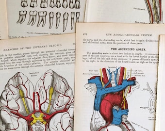 Vintage Gray's Anatomy Illustrations: Medical Book Pages for Crafting