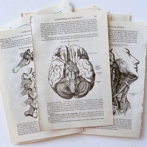 vintage medical illustrations, vintage Gray’s Anatomy illustrations, antique anatomy book pages for paper crafting