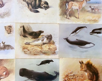 ilustraciones de mamíferos vintage, arte de pared de la galería de mamíferos vintage, ilustraciones de placas de mamíferos vintage