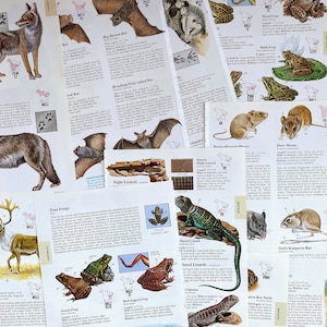 páginas de ilustración de animales antiguos para revistas basura, libros de éxito, revistas de arte, collage y arte alterado, placas de animales antiguos