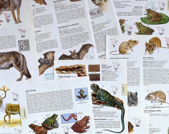 May include: A collection of illustrated cards featuring various animals, including a coyote, deer, bats, frogs, lizards, and a harvest mouse. The cards are organized by animal type and include information about each animal's size, habitat, and other characteristics. The cards are printed on white paper with black text and illustrations.