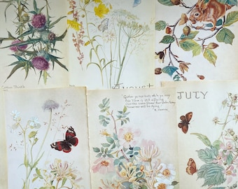 vintage Edith Holden botanical illustrations, Nature Notes of an Edwardian Lady pages