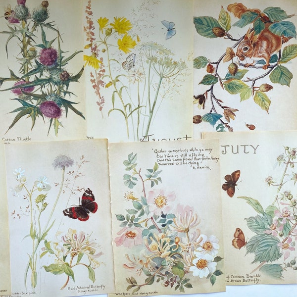 Vintage botanische Illustrationen von Edith Holden, Seiten „Nature Notes of an Edwardian Lady“.