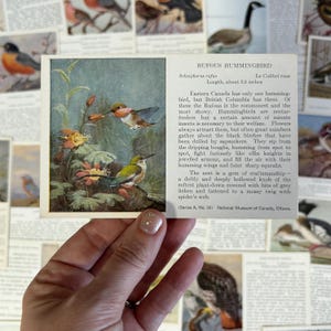 Cartes postales anciennes d'oiseaux, cartes postales anciennes d'Audubon