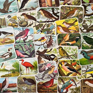 Objets éphémères d'oiseaux de 1953