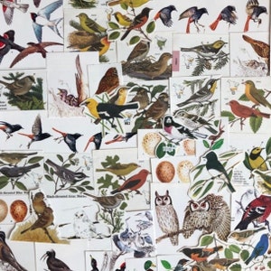 Lembranças de pássaros para diários de lixo, livros quebrados, diários de arte, colagens e arte alterada, lembranças com tema de pássaros