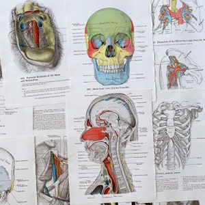 illustrazioni mediche dell&#39;Atlante di anatomia d&#39;epoca, tavole anatomiche mediche antiche, pagine di libri di anatomia antichi per lavori di carta