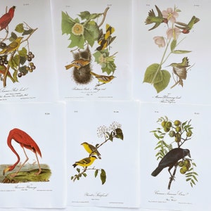ilustrações vintage grandes de pratos de pássaros do Audubon