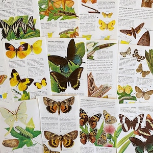 Pages d'illustrations vintage de papillons et de mite pour des revues de rebut, des livres à sensation, des revues d'art, des collages et des oeuvres d'art modifiées