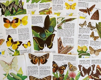 May include: A collection of vintage butterfly and moth identification cards. Each card features a colorful illustration of a different species, along with its common and scientific names, and information about its habitat, life cycle, and other interesting facts.