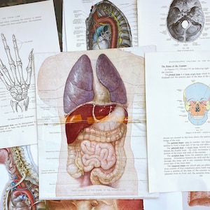 mixed vintage medical illustrations, antique medical anatomical plates, antique anatomy book pages for paper crafting