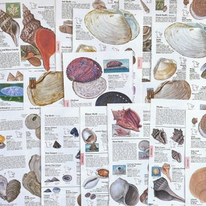 pagine di illustrazioni vintage di conchiglie per diari spazzatura, libri smash, diari d'arte, collage e arte alterata, piatti vintage di animali
