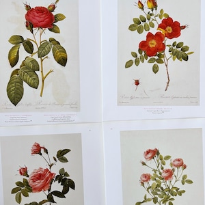belles assiettes florales roses vintage, assiettes botaniques vintage