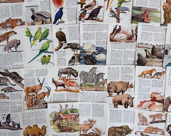 Vintage veldgidspagina's voor dierentuindieren uit 1967 voor art journaling, collage en knutselen